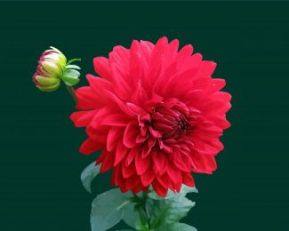 Light Red Dahlia diamond painting