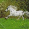 Little Appaloosa diamond painting