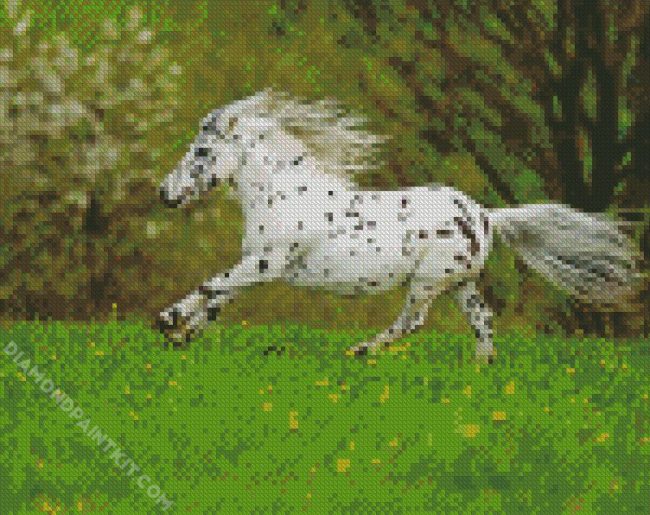 Little Appaloosa diamond painting