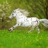 Little Appaloosa diamond painting