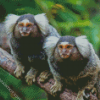 Marmosets Animals diamond painting