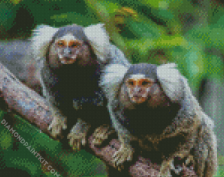 Marmosets Animals diamond painting