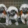 Marmosets diamond painting