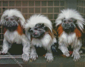 Marmosets diamond painting