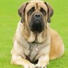 Mastiff diamond painting