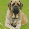 Mastiff diamond painting