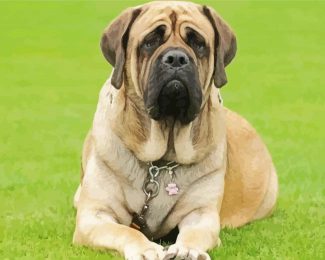 Mastiff diamond painting