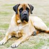 Mastiff Dog diamond painting