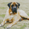 Mastiff Dog diamond painting