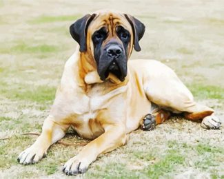 Mastiff Dog diamond painting