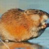 Muskrat Rodent diamond painting