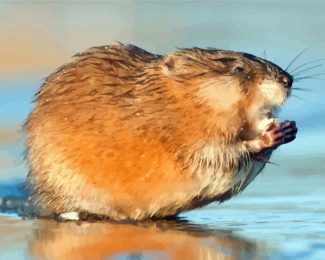 Muskrat Rodent diamond painting