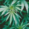 Close Up Marijuana Plant diamond painting