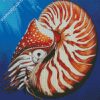 Nautilidae Shell diamond painting