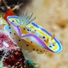 Nudibranch diamond painting