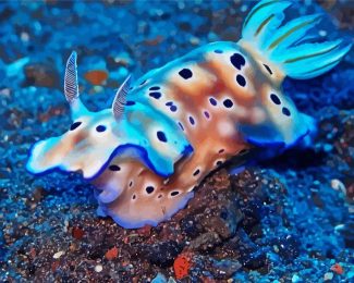 Nudibranch Fish diamond painting