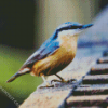 Nuthatch Bird diamond painting