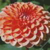 Orange Dahlia diamond painting