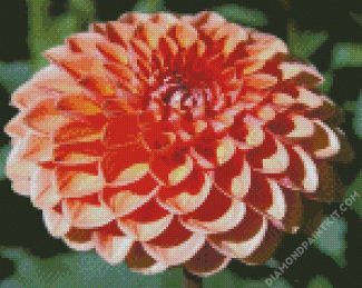 Orange Dahlia diamond painting