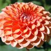 Orange Dahlia diamond painting