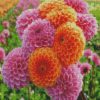 Orange And Pink Dahlias diamond painting