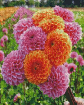 Orange And Pink Dahlias diamond painting