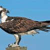 Osprey Bird Animal diamond painting