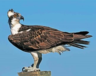 Osprey Bird Animal diamond painting