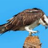 Osprey Bird diamond painting