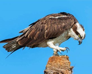 Osprey Bird diamond painting