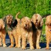 Otterhound diamond painting