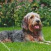 Otterhound Dog diamond painting