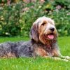 Otterhound Dog diamond painting