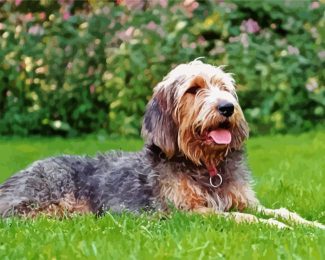 Otterhound Dog diamond painting