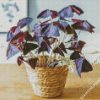 Oxalis Wood Sorrels Plant Pot diamond painting