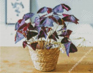 Oxalis Wood Sorrels Plant Pot diamond painting