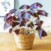 Oxalis Wood Sorrels Plant Pot diamond painting