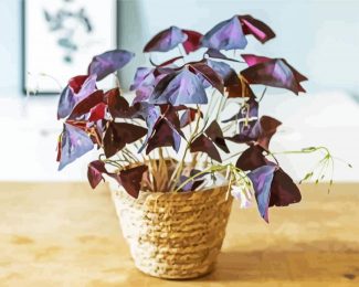 Oxalis Wood Sorrels Plant Pot diamond painting