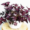 Oxalis Plant diamond painting