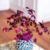 Oxalis Plant Pot diamond painting