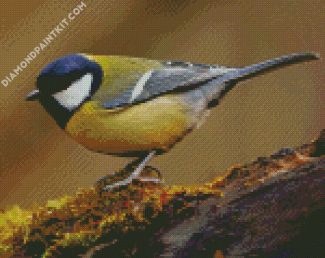 Parus Bird diamond painting