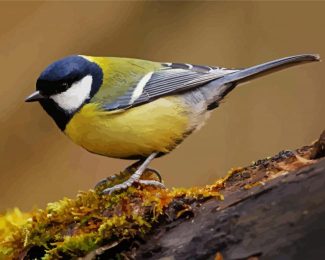 Parus Bird diamond painting