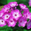 Phlox Blossom diamond painting