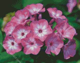 Phlox Blossom diamond painting