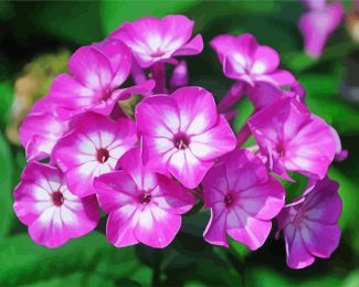 Phlox Blossom diamond painting