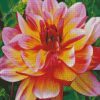 Pink And Yellow Dahlia diamond painting