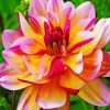 Pink And Yellow Dahlia diamond painting