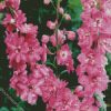 Pink Delphiniums diamond painting