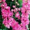 Pink Delphiniums diamond painting