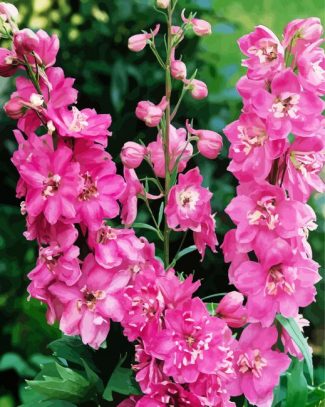 Pink Delphiniums diamond painting